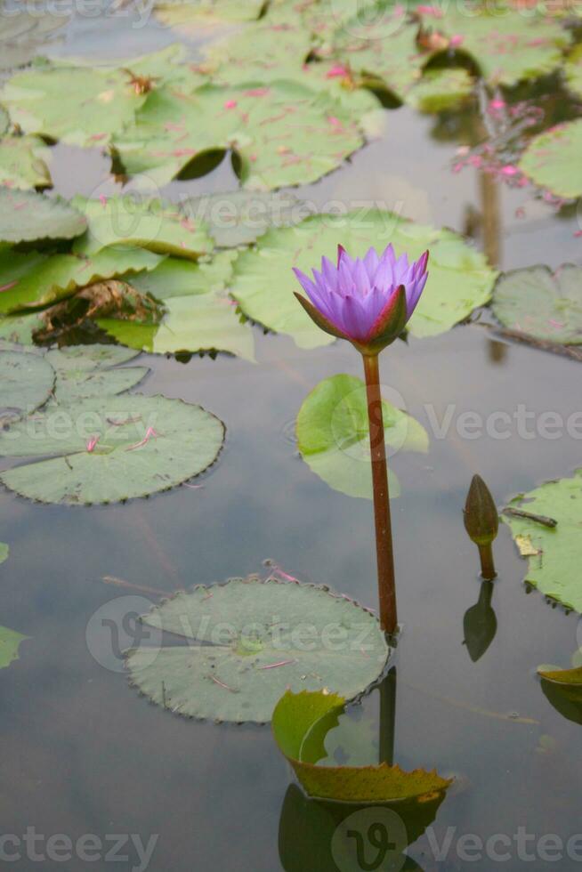 Purple and pink lotus flowers bloom in a garden pond in Thailand. photo