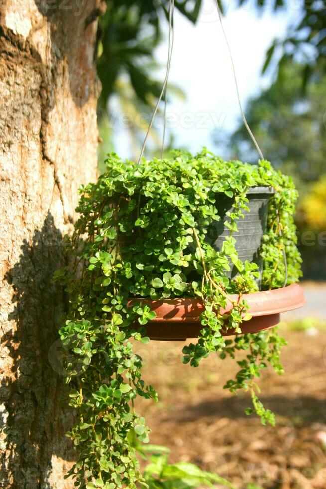 Small green leaves hanging in the Thai garden photo