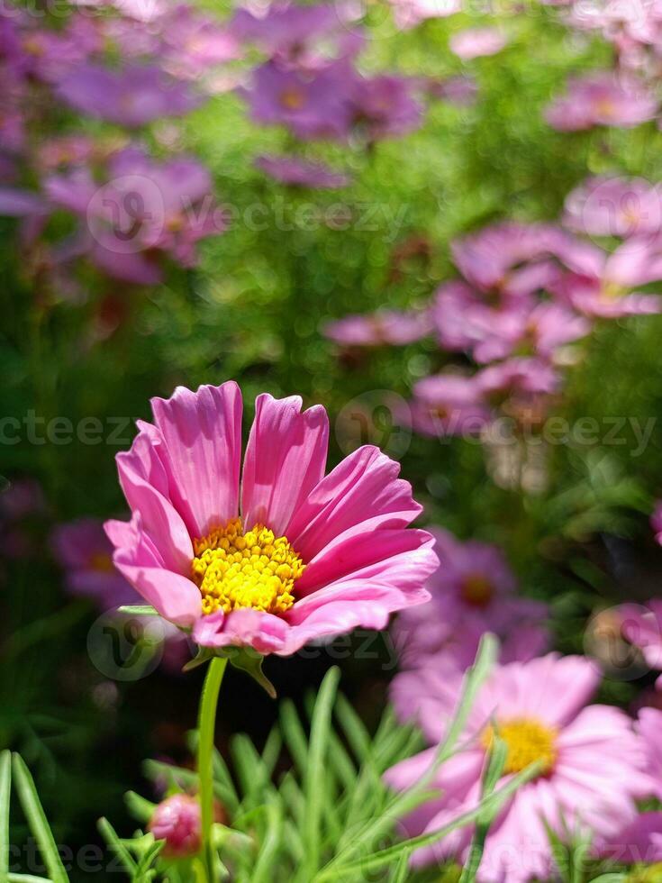 Field of beautiful pink daisies blooming in Suan Luang Rama 9 photo