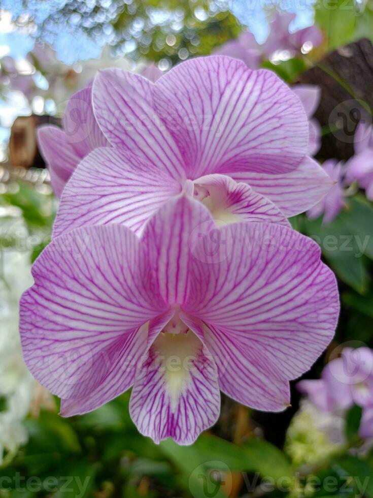 Pink orchids bloom beautifully in Suan Luang Rama IX. photo