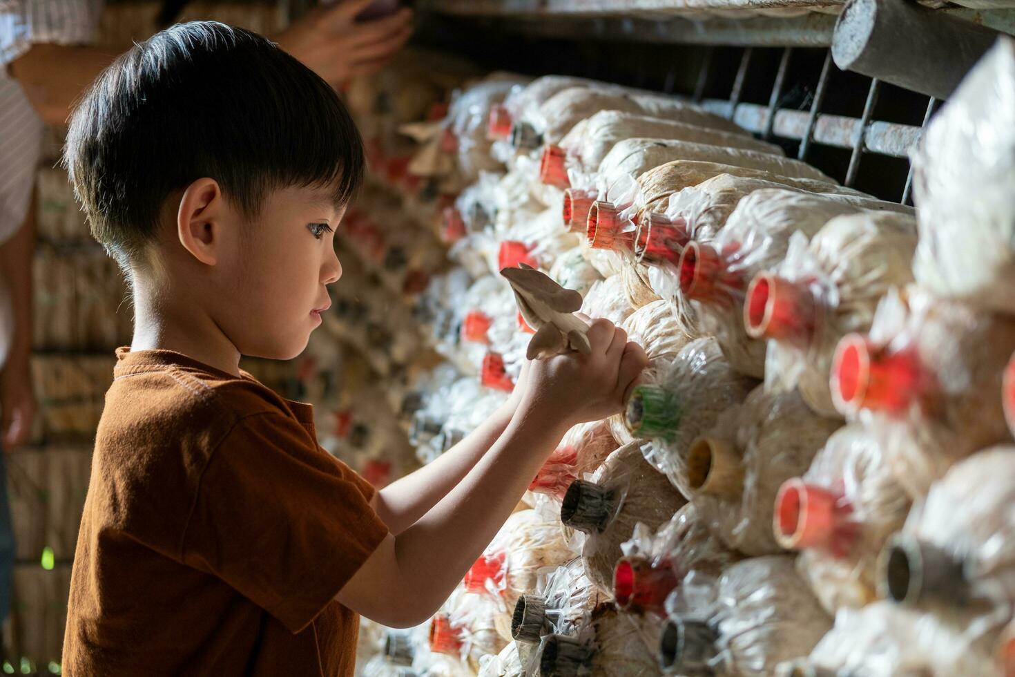 little asian boy Having fun picking mushrooms in the mushroom factory. photo