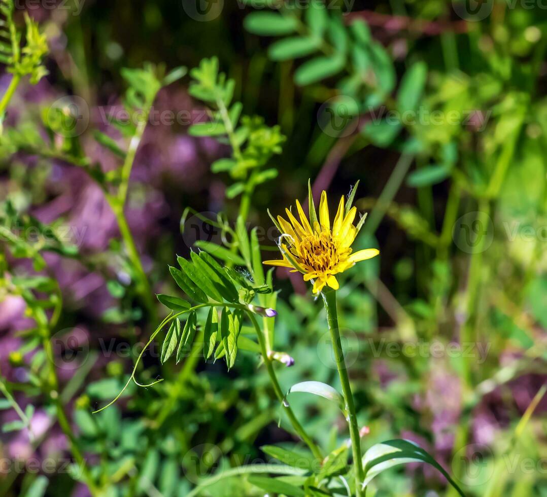 Blossoming Tragopogon pratensis. This is a biennial plant in the family Asteraceae photo