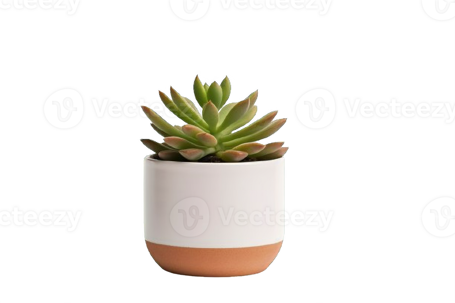 AI generated Succulent Plant in  Pot Isolated on transparent Background png