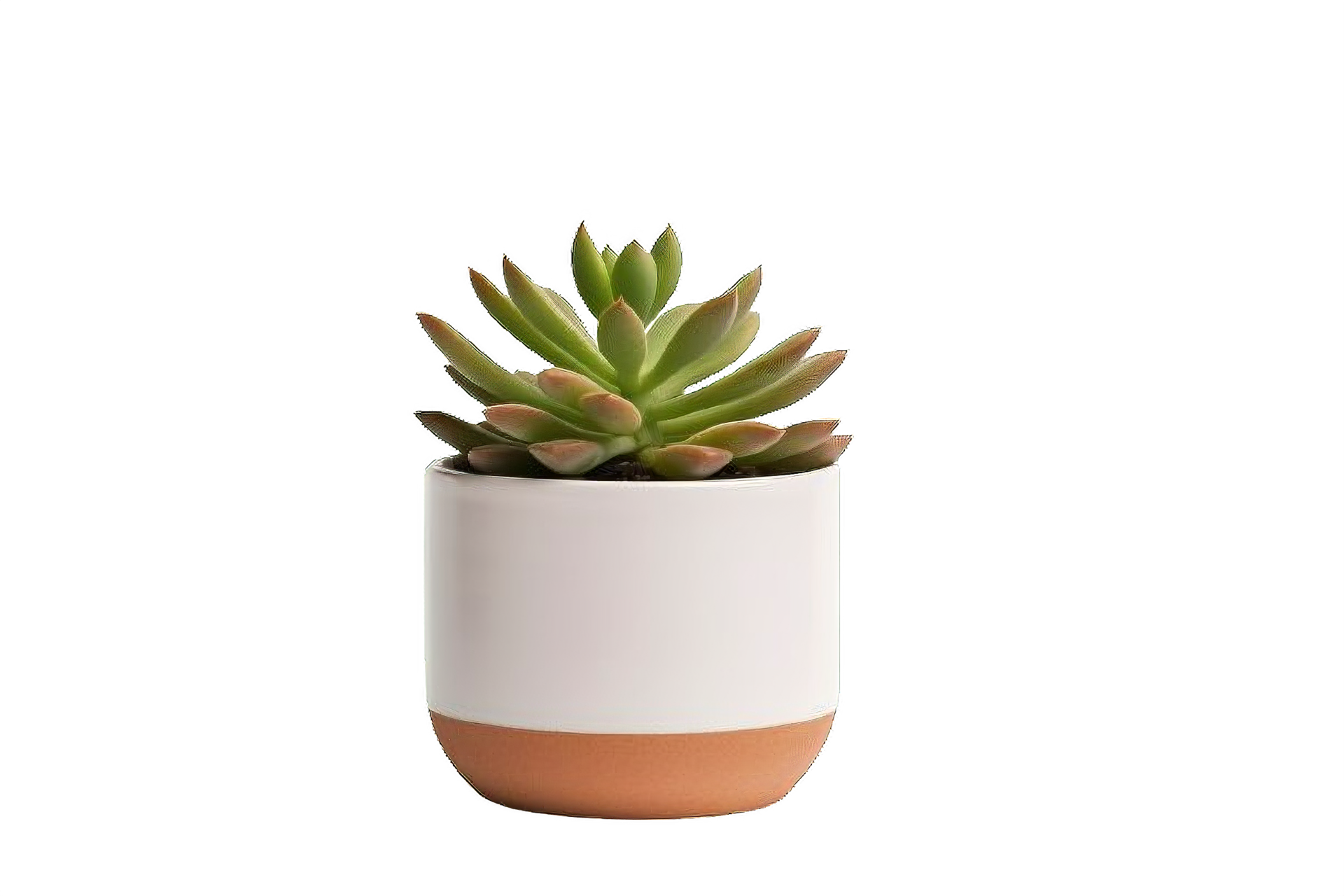 AI generated Succulent Plant in Pot Isolated on transparent Background ...