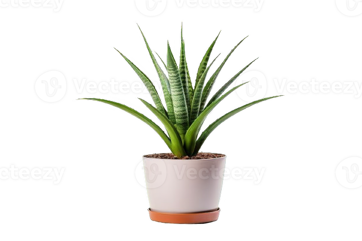 ai gerado aloés vera plantar dentro Panela isolado em transparente fundo png
