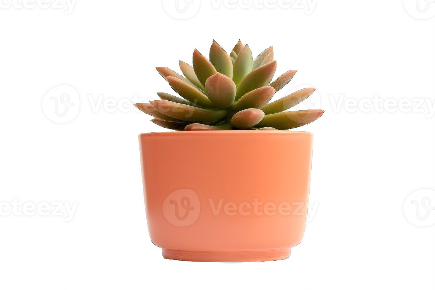 AI generated Succulent Plant in  Pot Isolated on transparent Background png