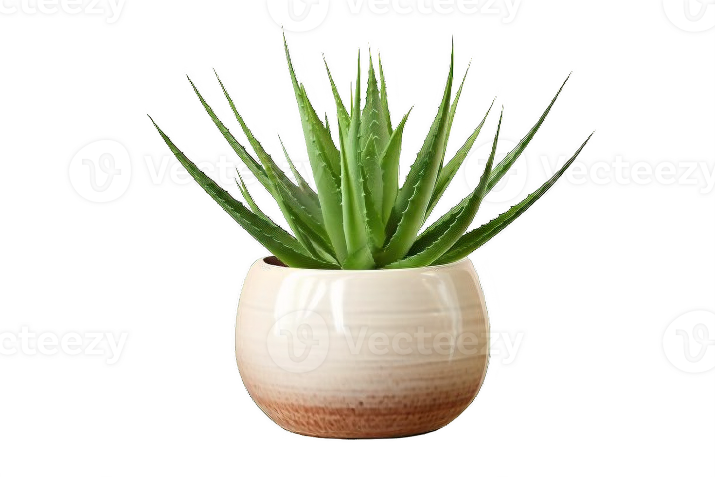 AI generated Aloe Vera Plant in  Pot Isolated on transparent Background png