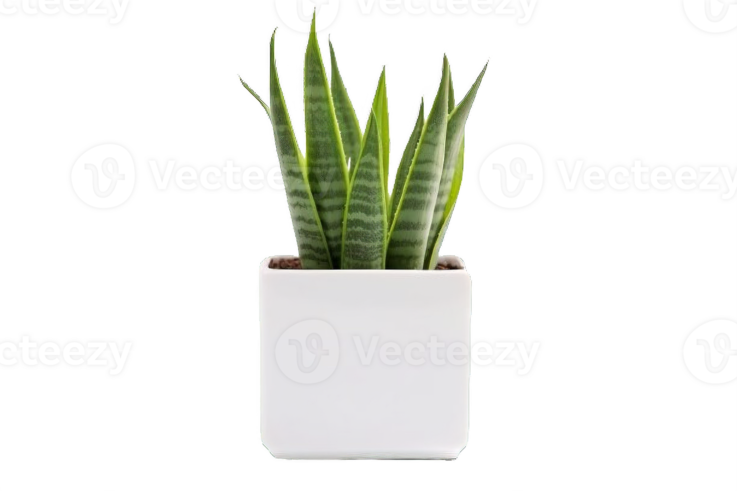 AI generated Snake Plant  in Modern White Pot Isolated on transparent  Background png