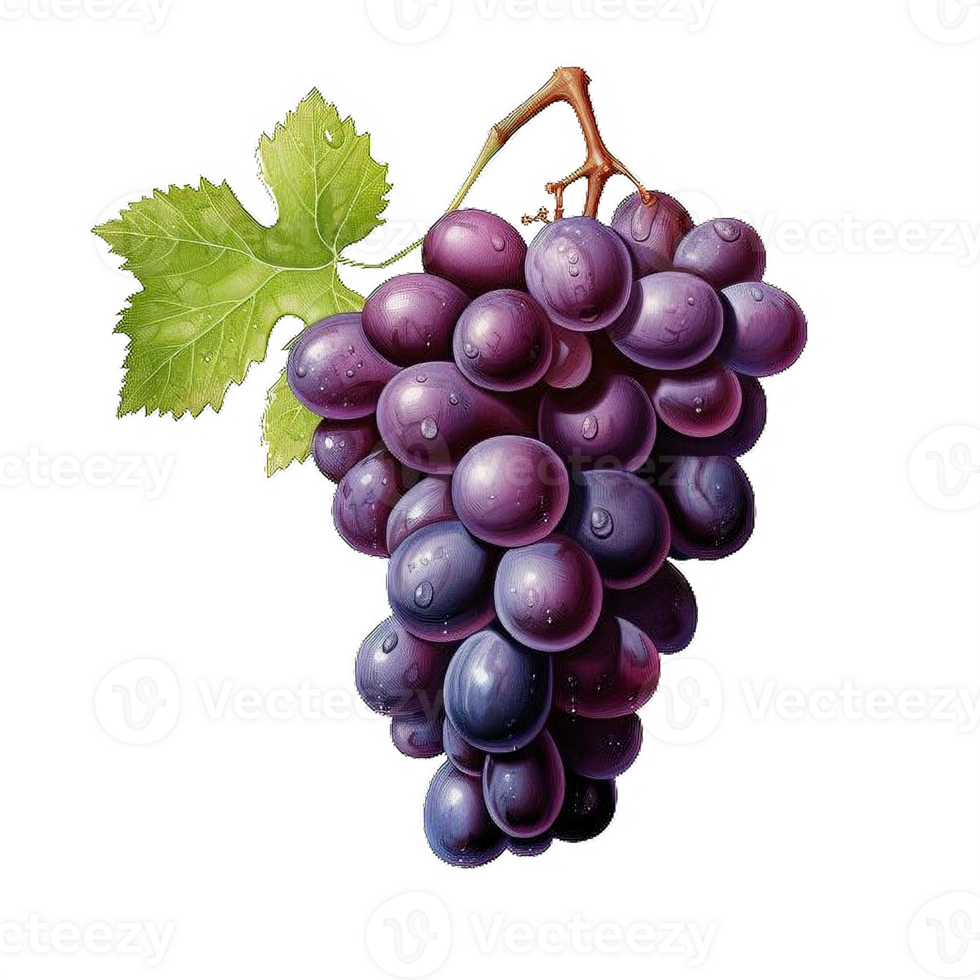 AI generated Ripe Bunch of Purple Grapes with Dew Drops Isolated on transparent background png