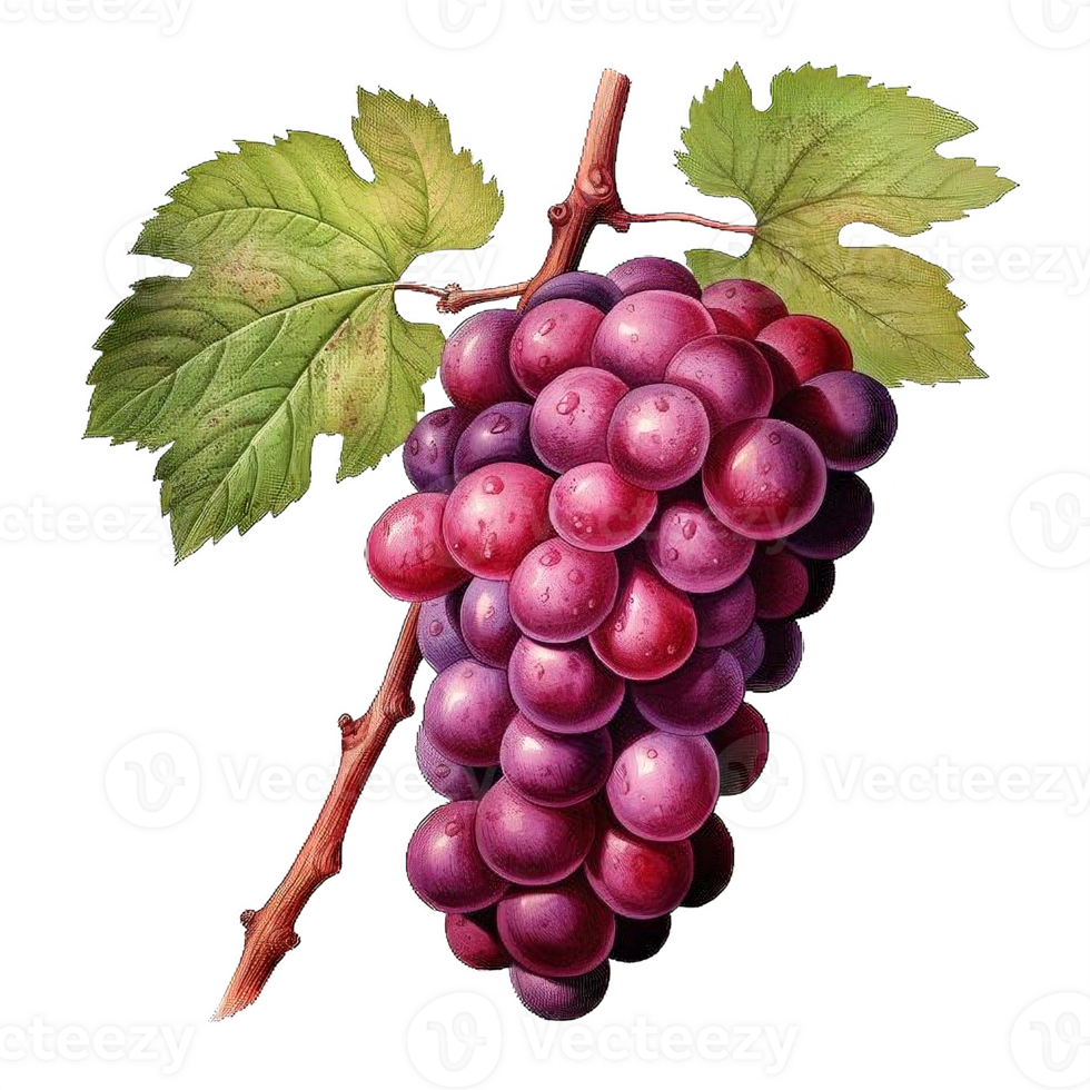 AI generated Ripe Bunch of Purple Grapes with Dew Drops Isolated on transparent background png