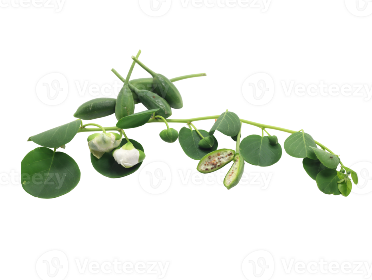 twig of the caper with flowers and cucunci seeds png