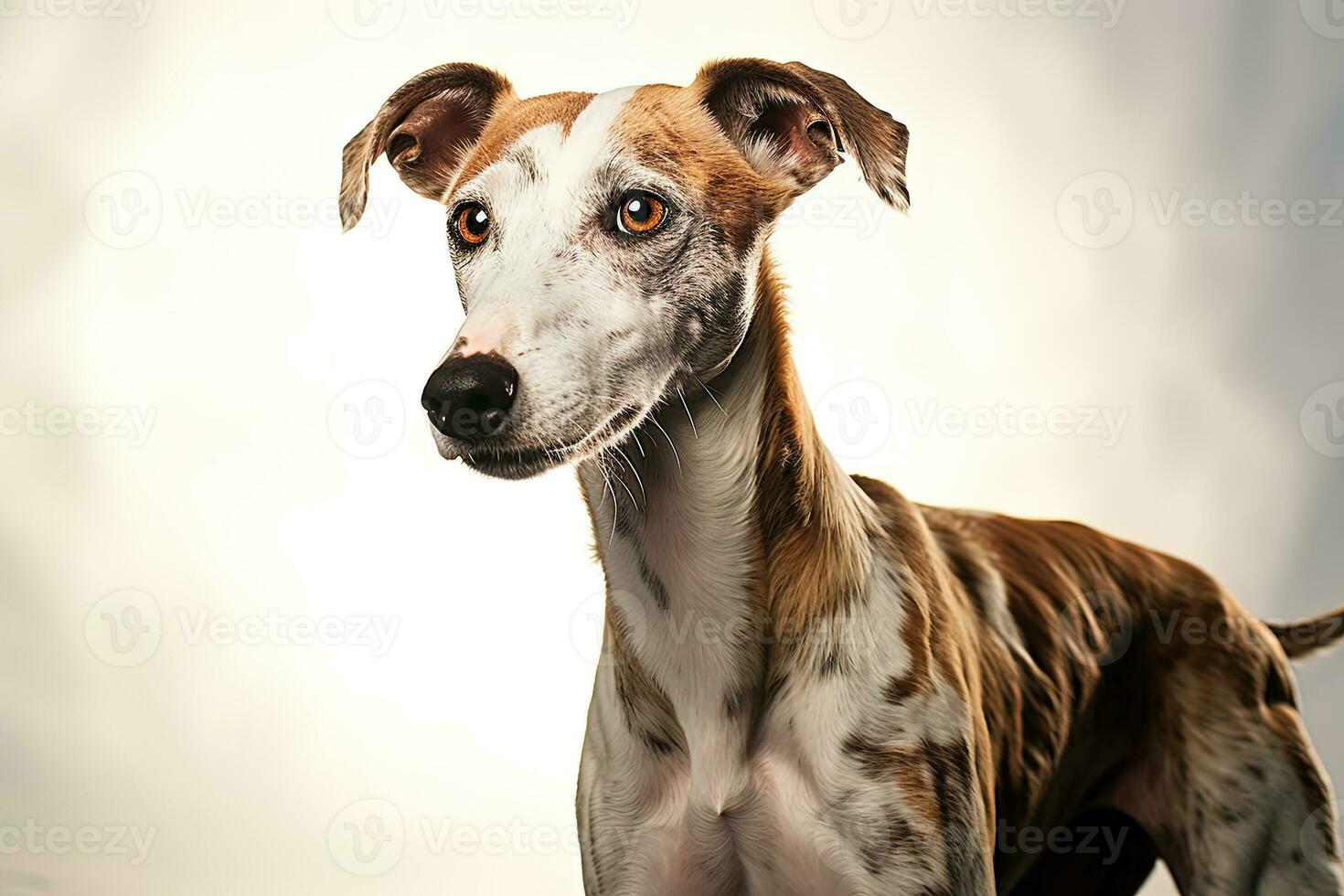 AI generated Portrait of a Whippet, close up photo, neutral light. Ai art photo