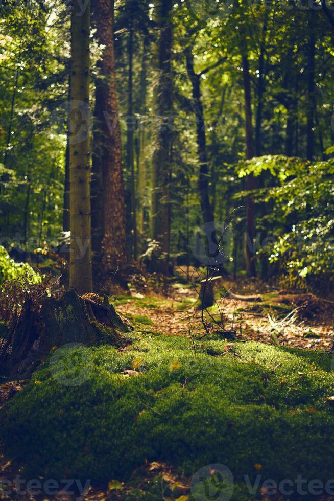 Moss covered forest ground photo