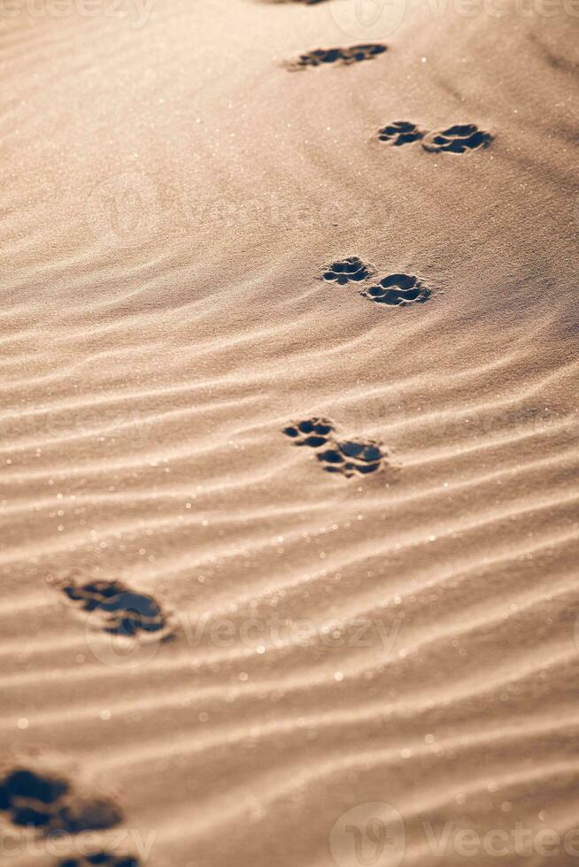 Dog Footprint at the beach photo