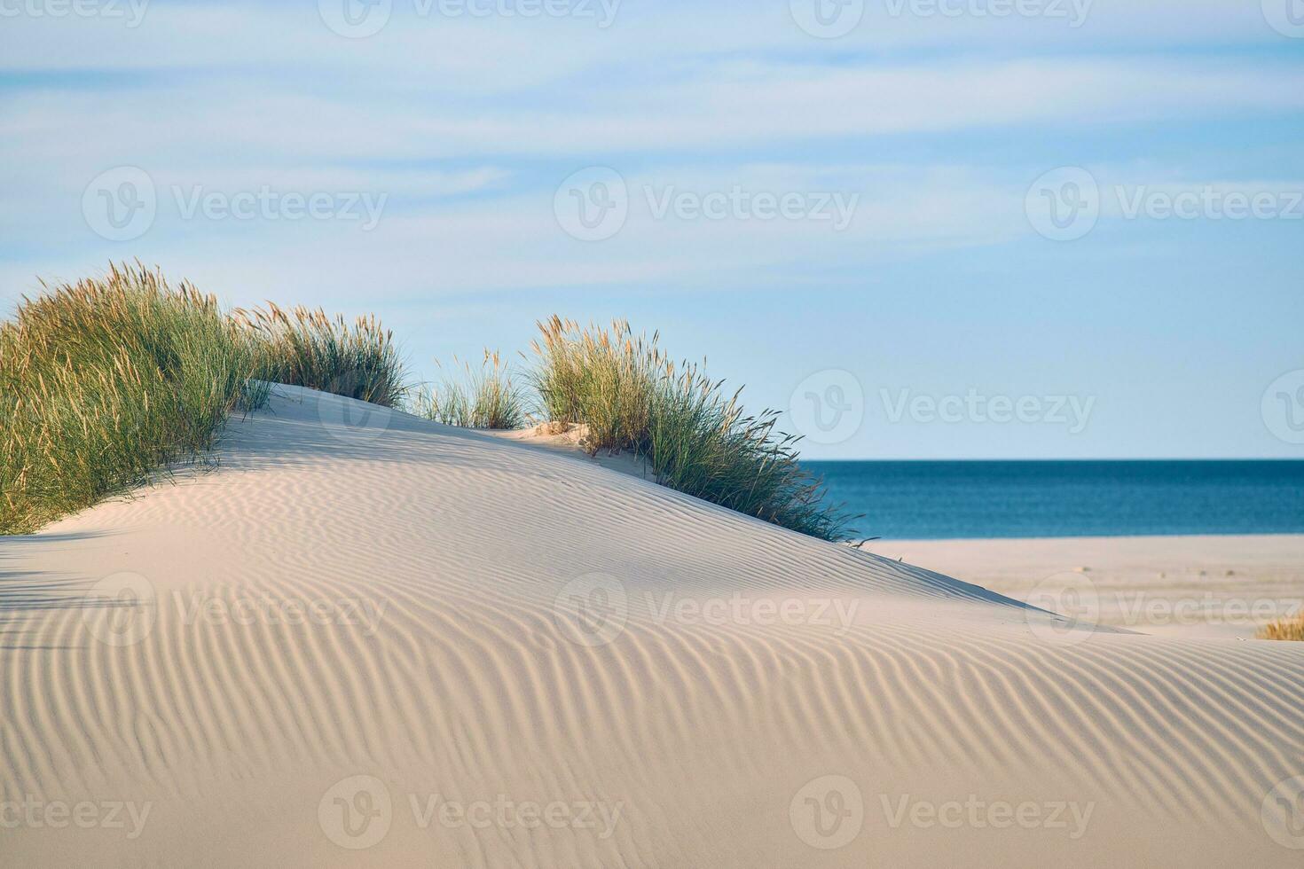 Sand dune on danish beach photo