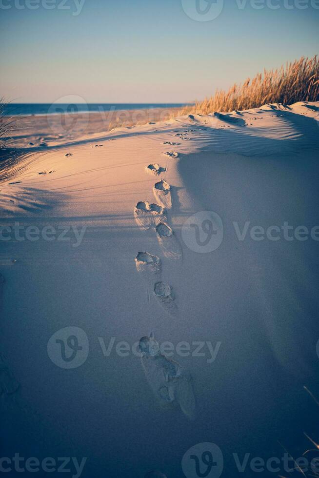 Dog Footprint at the beach photo