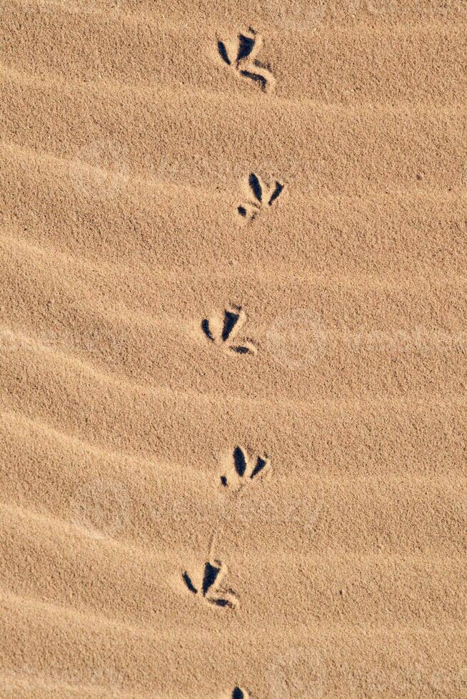 Bird Footprints in the Sand photo