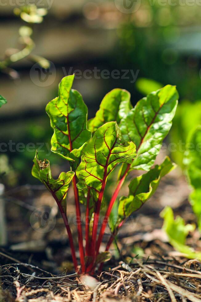 small Red Chard plant in sunlight photo