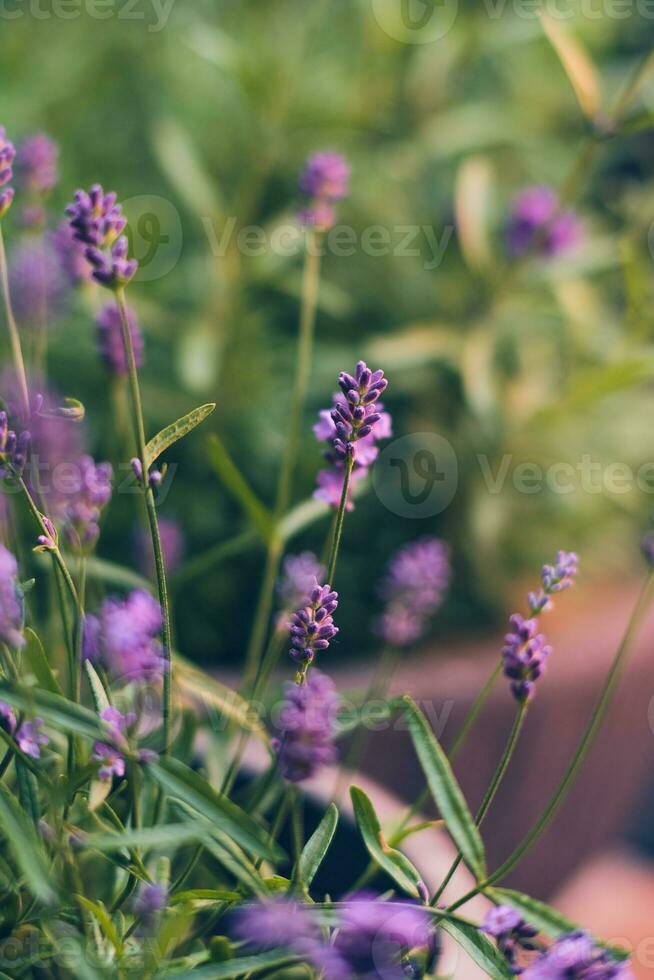 lavanda planta cierne en luz de sol foto