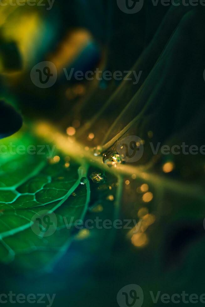 Closeup Colorful droplets on a leaf photo