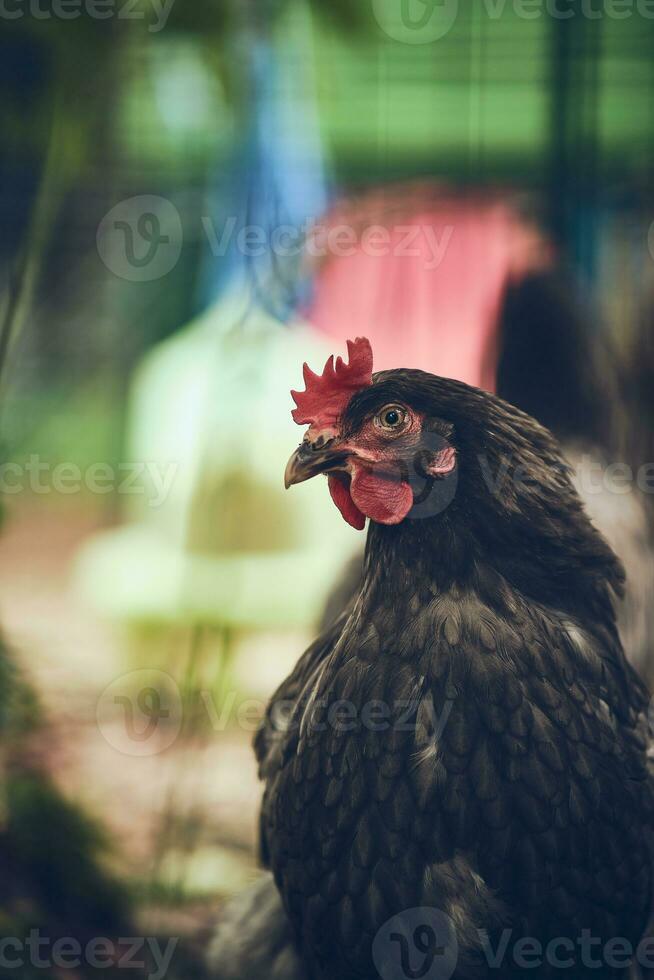 Backyard Chicken cooling off in the shade photo