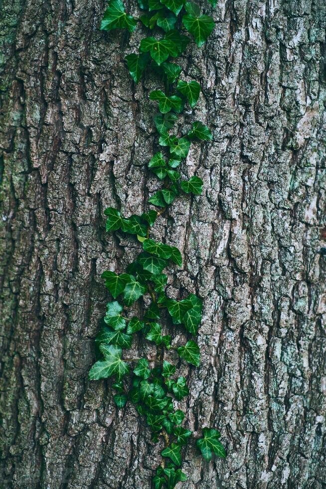 Tree Bark with ivy growing on it photo