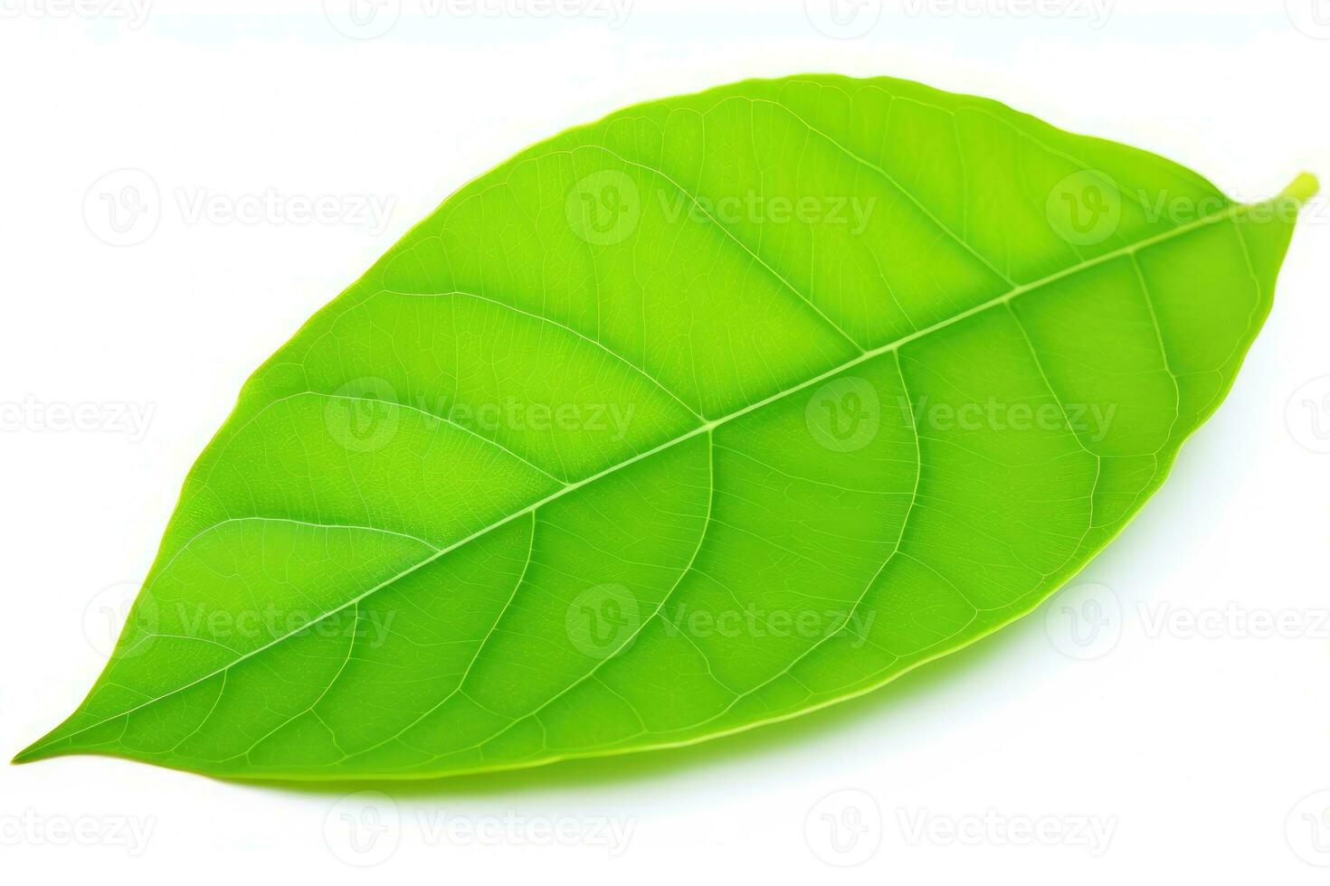AI generated leaves white background green leaves photo