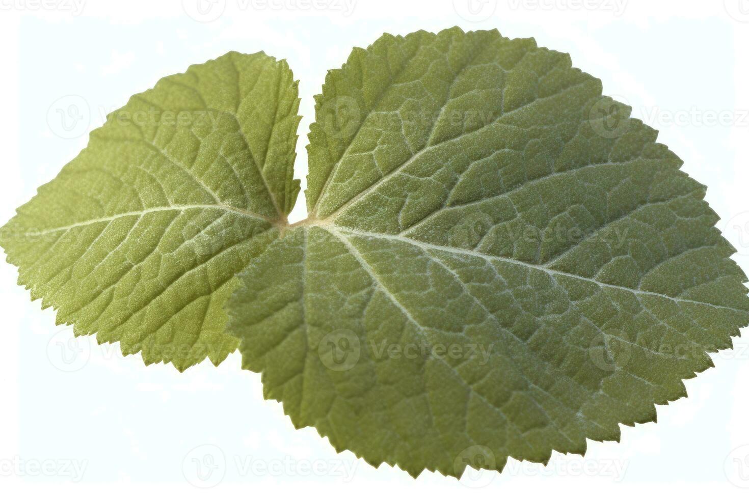 AI generated leaves white background green leaves photo