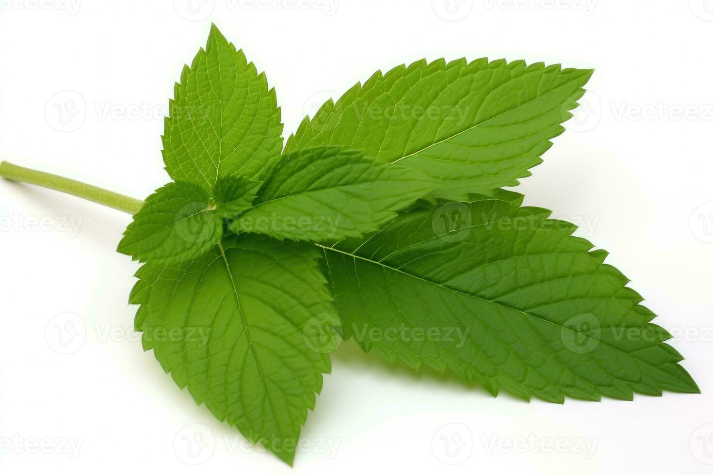 AI generated leaves white background green leaves photo