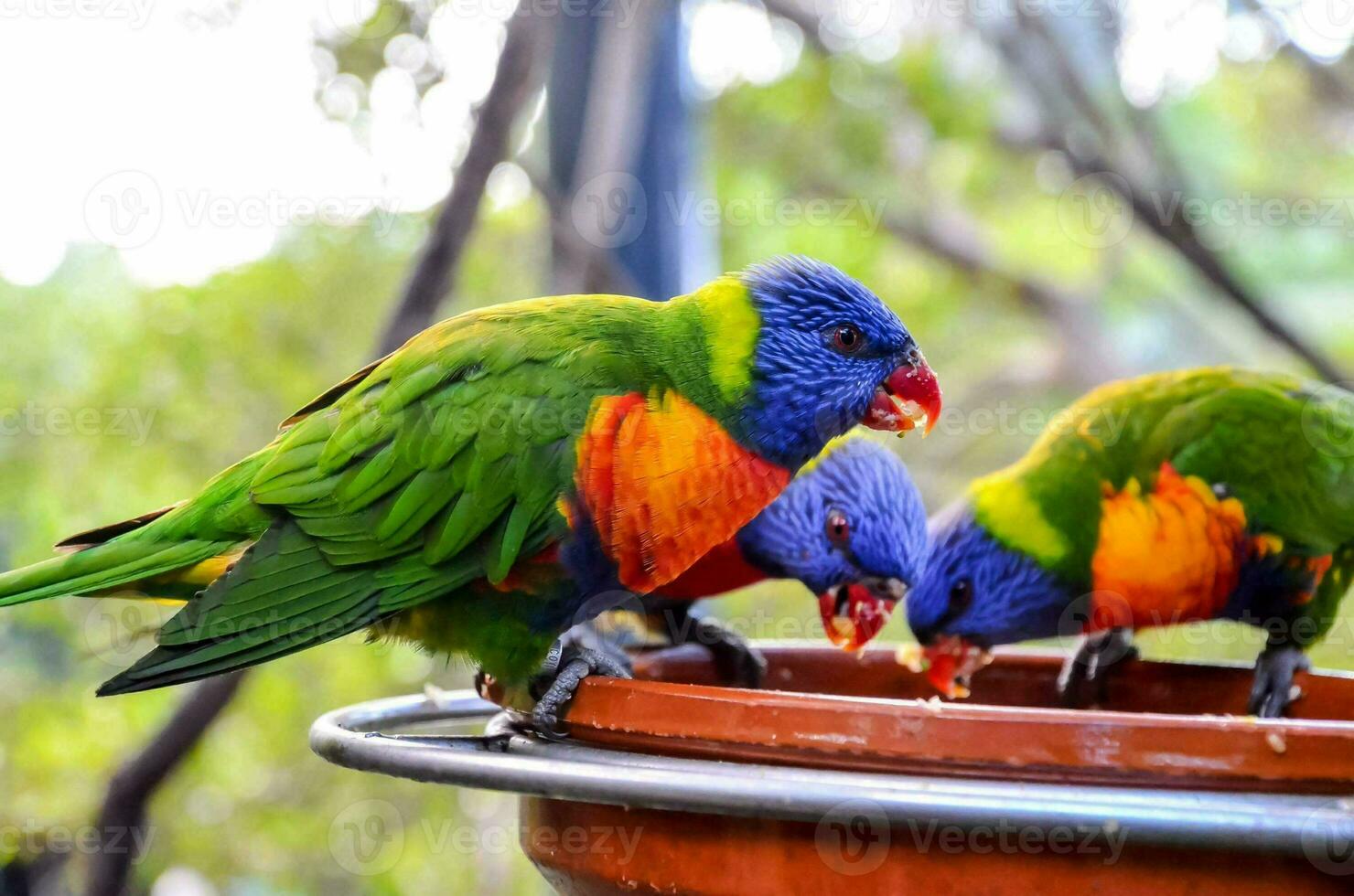 three colorful birds are sitting on a pot photo