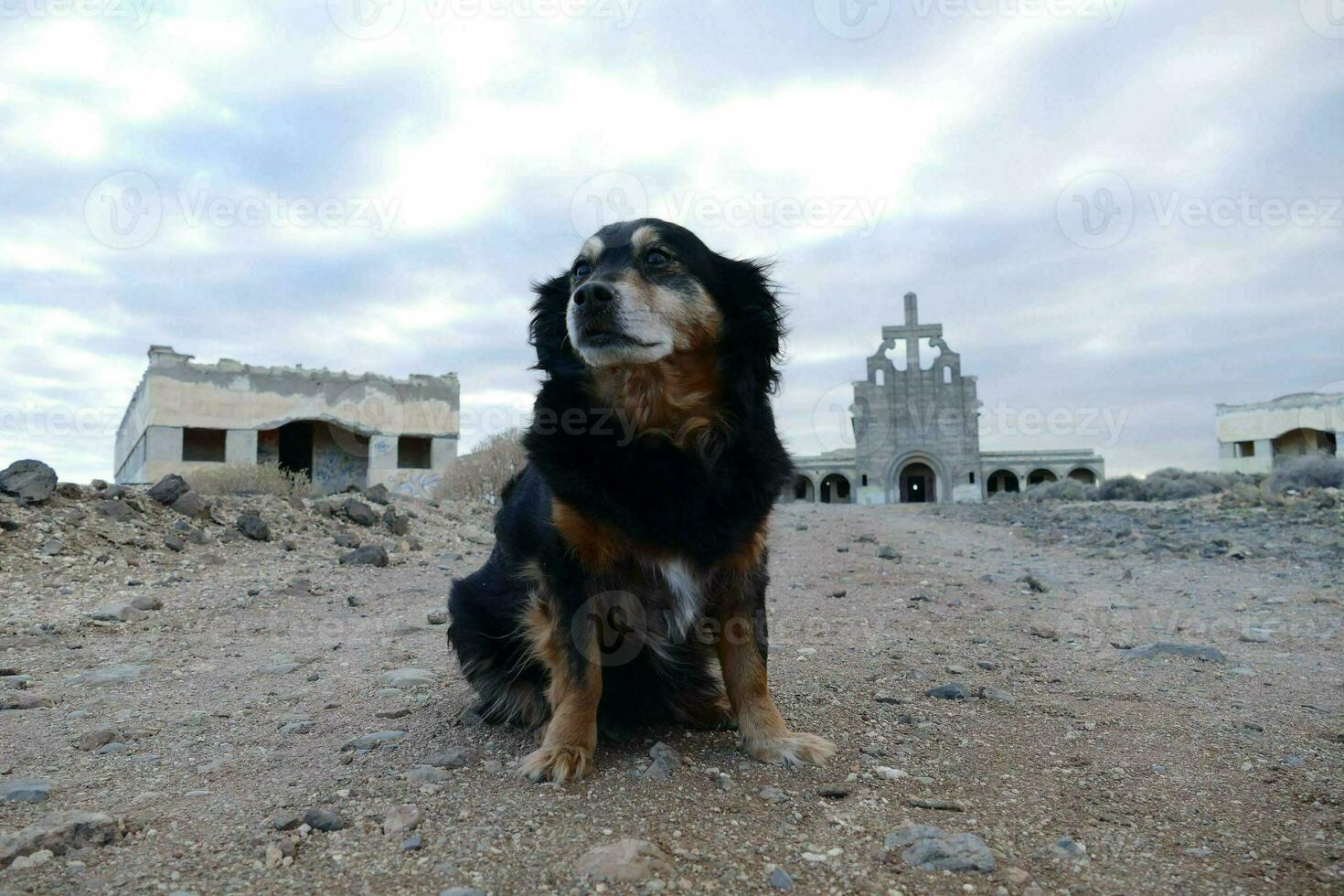 a dog sits on the ground in front of a church photo