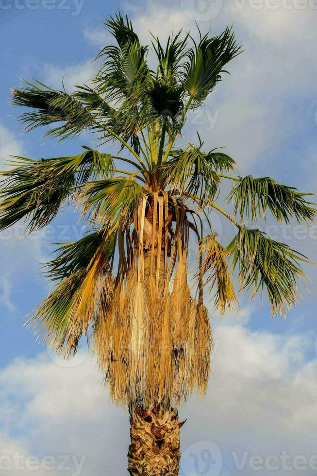 un palma árbol con un azul cielo en el antecedentes foto