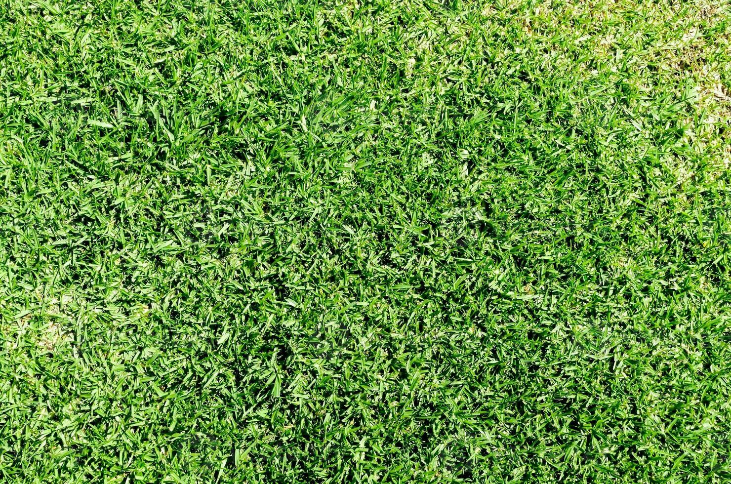 a close up of a green grass field photo