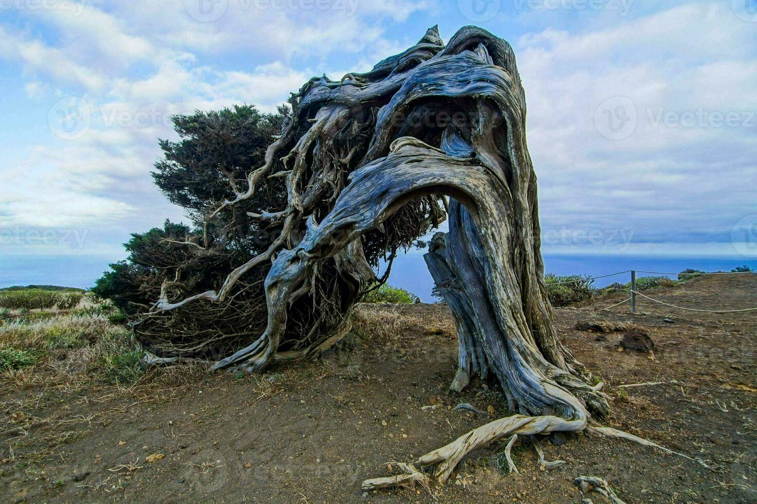 un árbol ese tiene estado retorcido por el viento foto