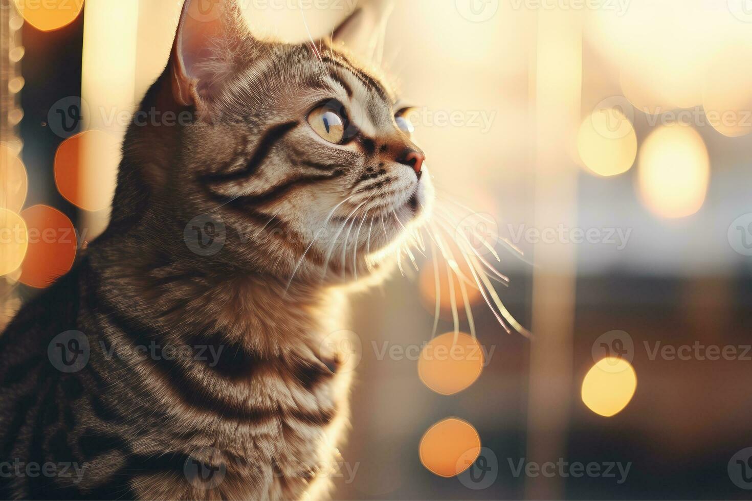 AI generated Portrait of a Cat, American Shorthair, Abstract blue bokeh, AI Generative photo