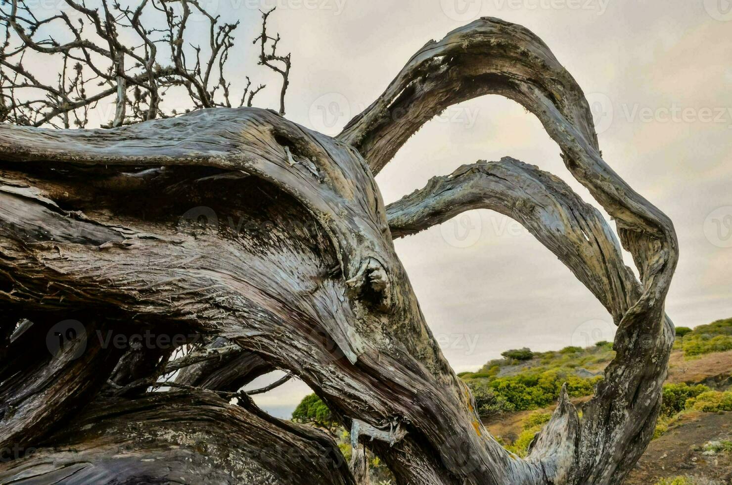 a tree that has been twisted by the wind photo