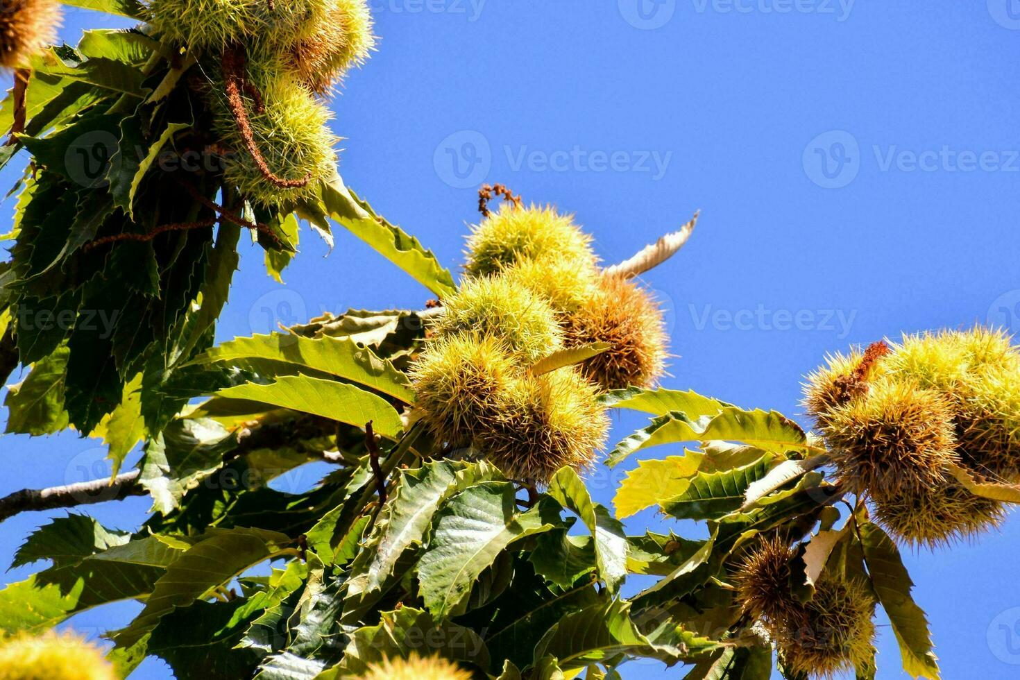 chestnut tree with ripe fruit on the branches photo