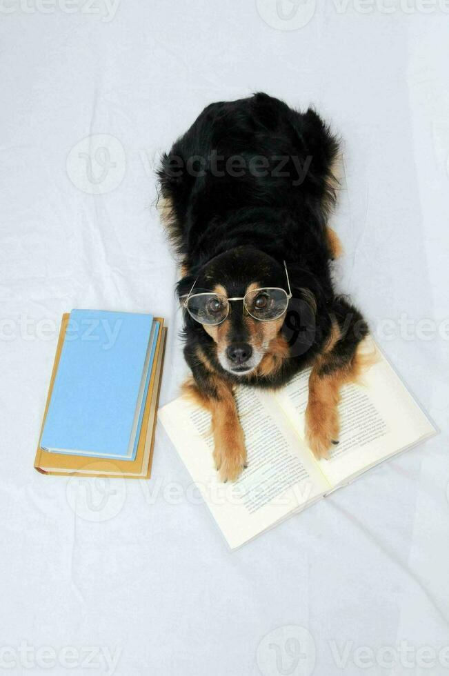 a dog wearing glasses is laying on a book photo