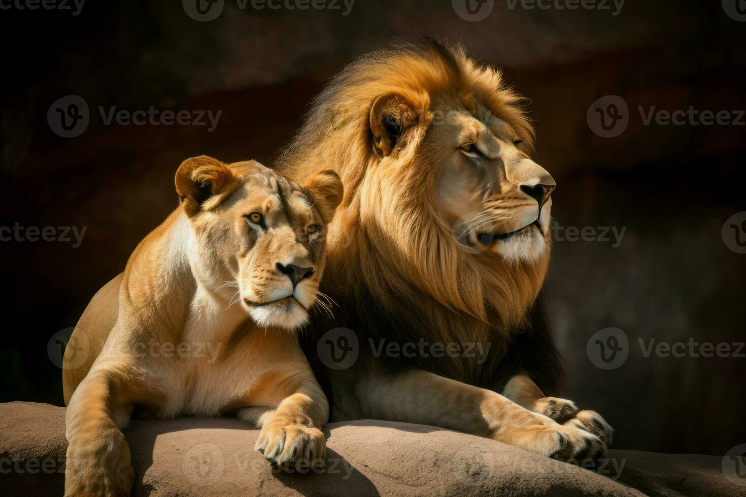 AI generated African pride lion couple. Generate ai photo