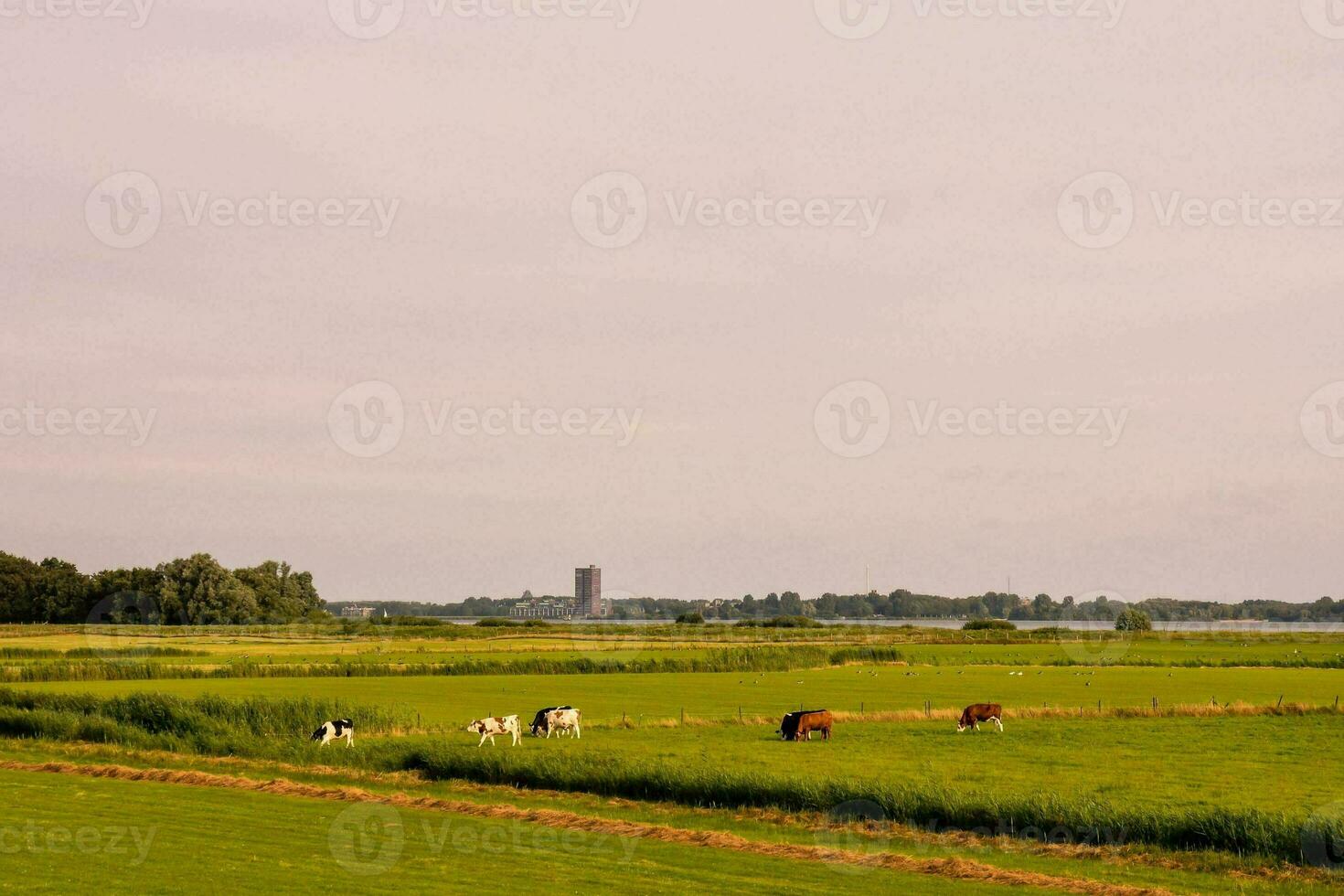 vacas pasto en un campo cerca un lago foto
