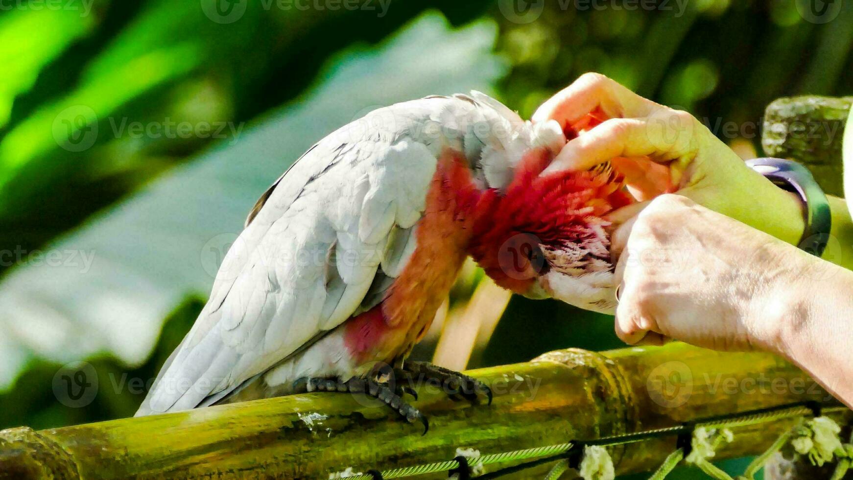 a person petting a parrot on a wooden fence photo