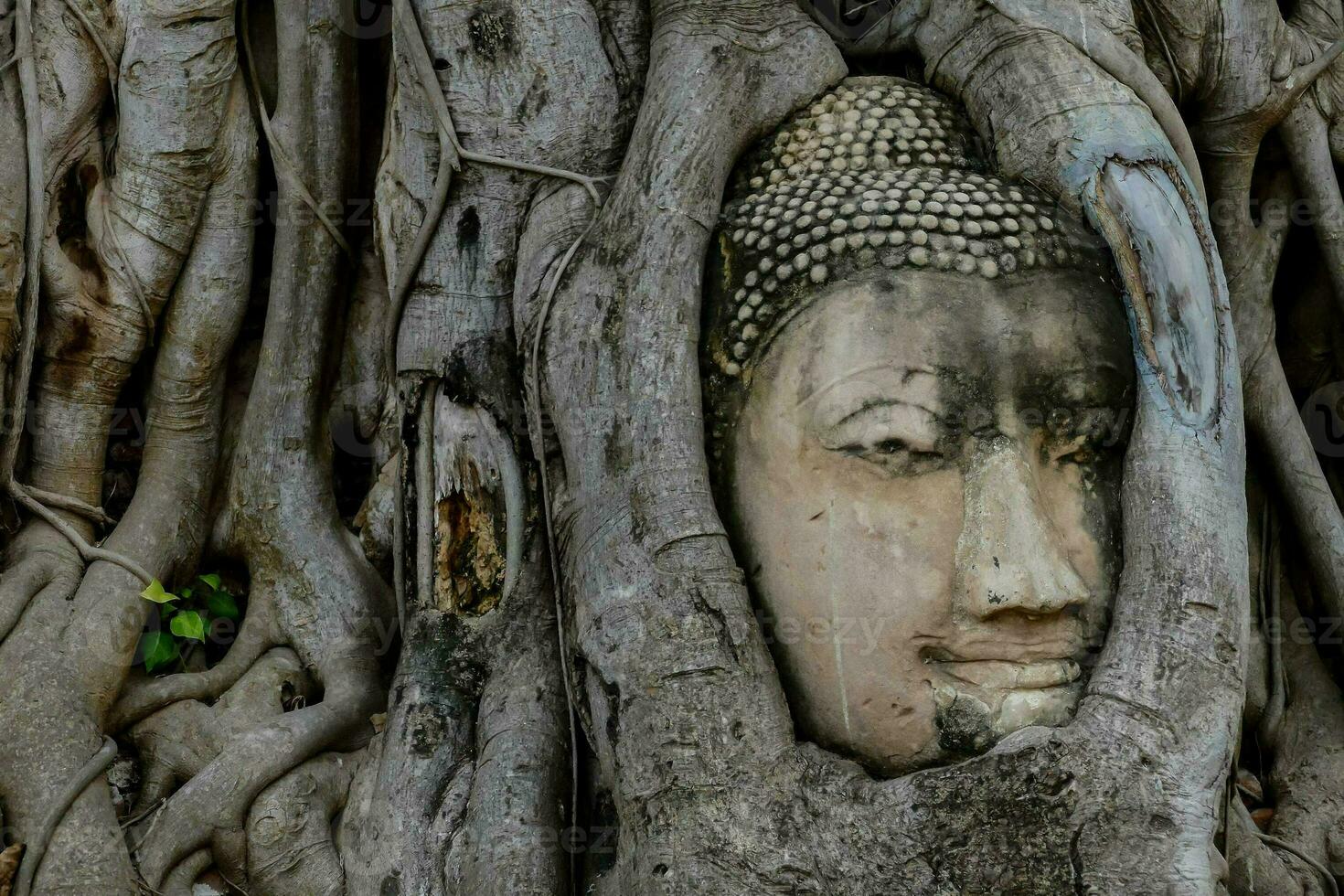 a buddha head is in the middle of a tree photo