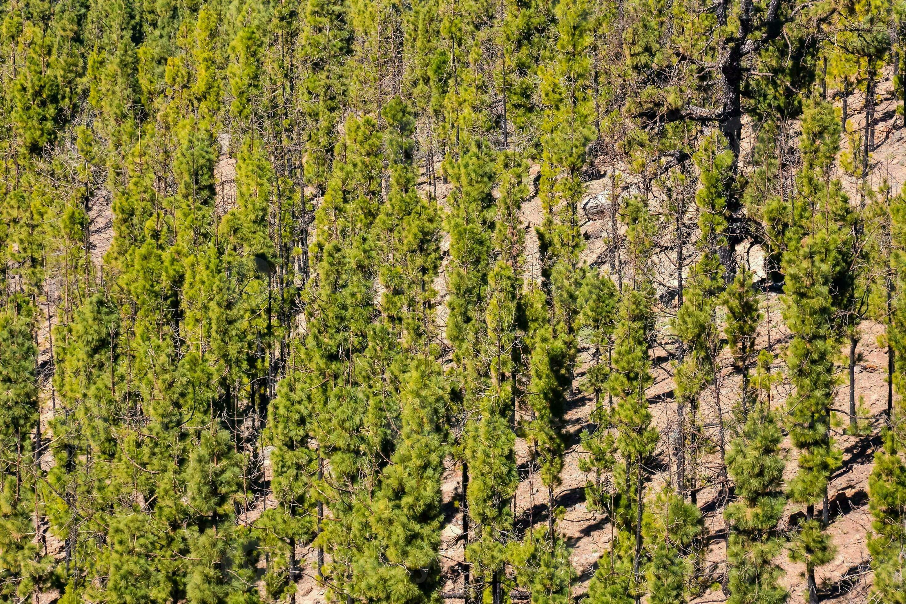 pine trees growing on the side of a mountain 35519605 Stock Photo at
