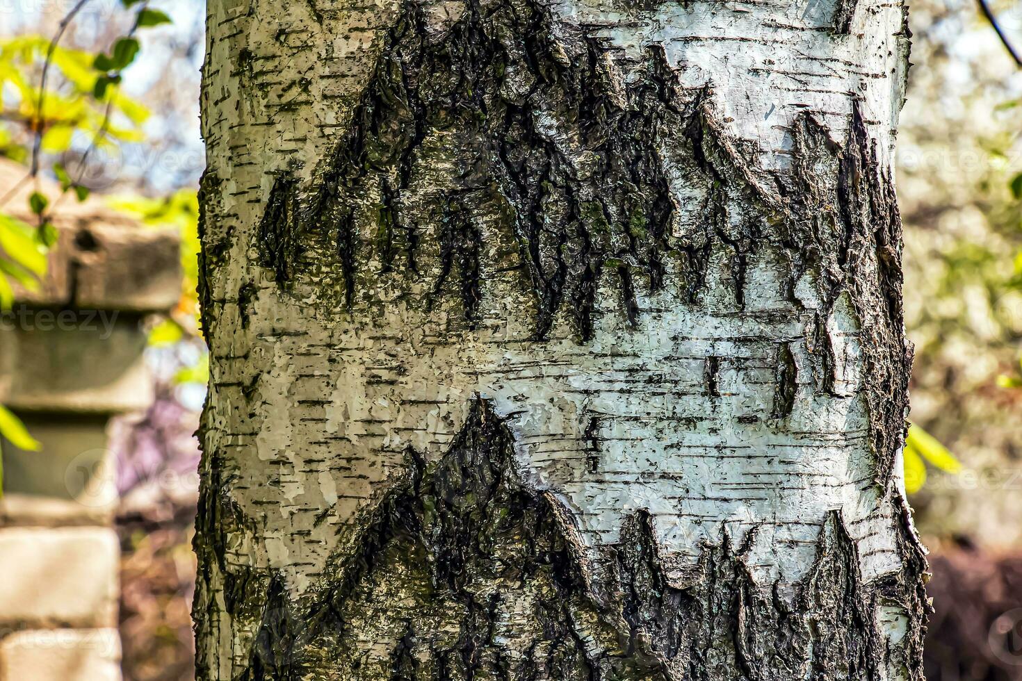 Birch bark texture. The texture of the birch bark. Birch bark background. Birch tree trunk, Betula pendula. photo