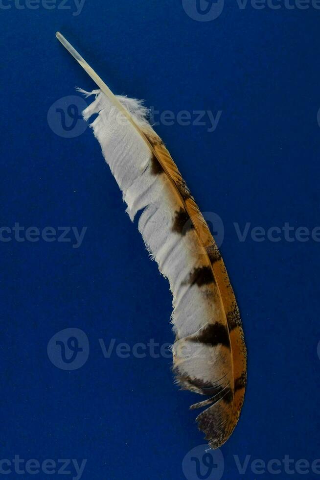 an isolated feather photo