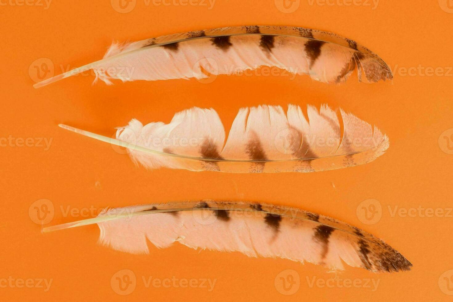 an isolated feather photo