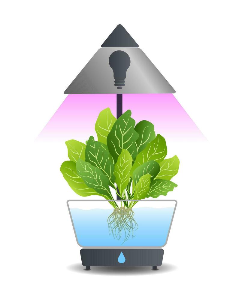 Portable hydroponic aeroponic system for ecofriendly growing of green lettuce, vegetables and herbs. With automatic watering system and purple phyto lighting. Phytolamp vector