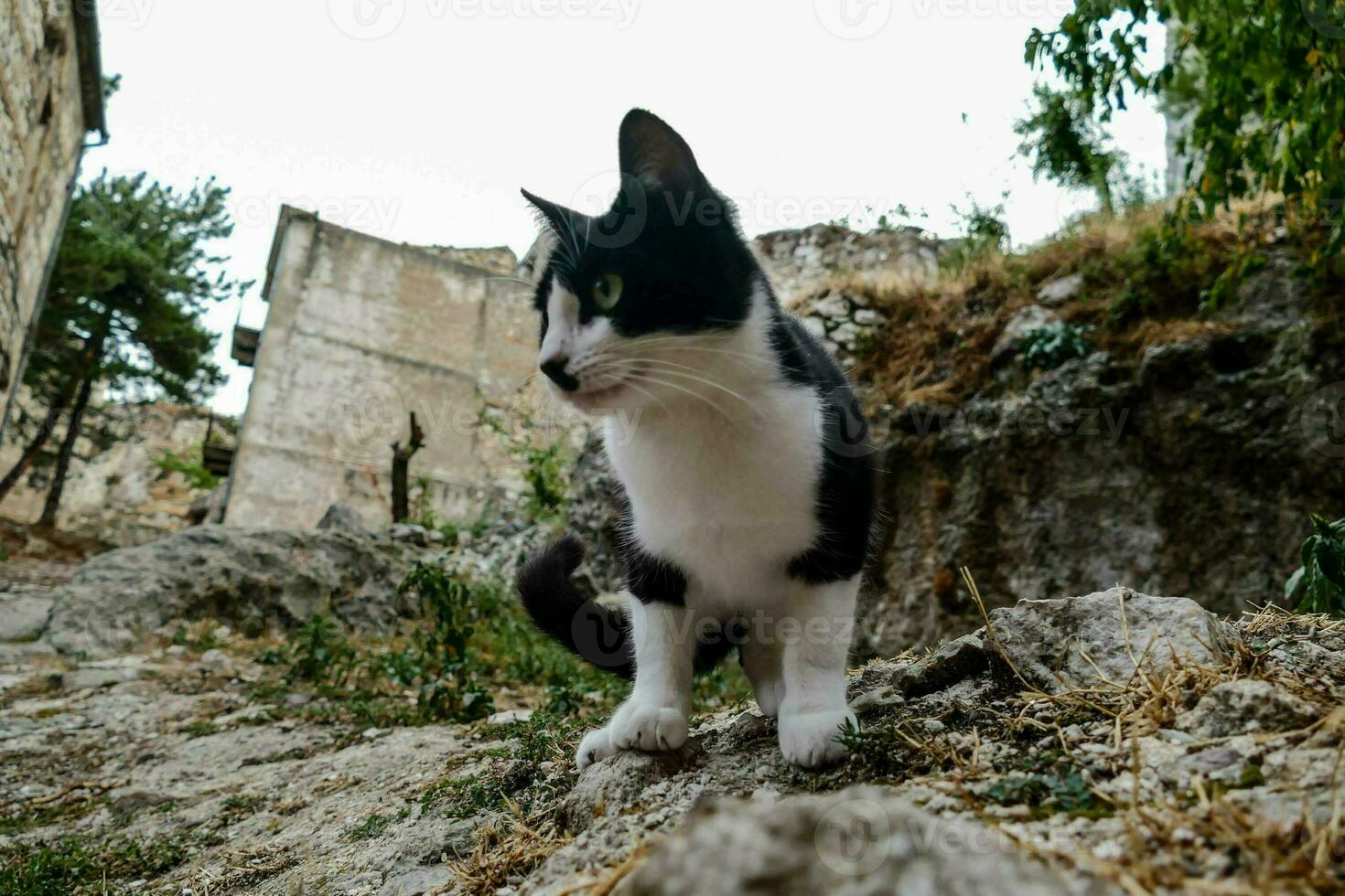 un negro y blanco gato es en pie en un rock foto