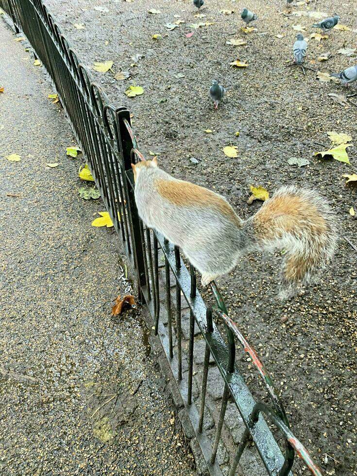 A view of a Grey Squirrel in a London Park photo