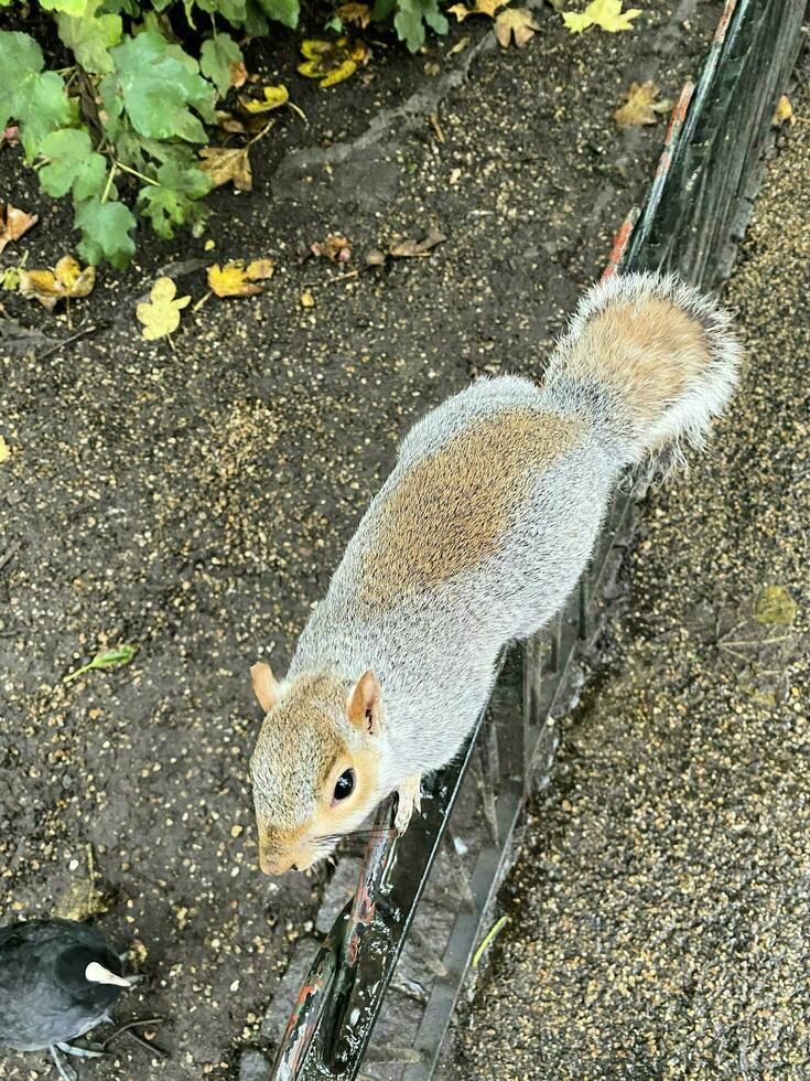 A view of a Grey Squirrel in a London Park photo